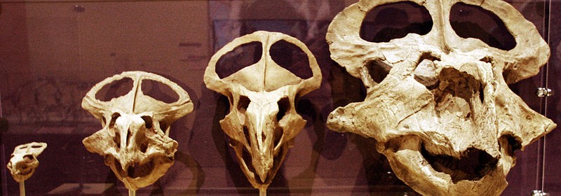 By HARRY NGUYEN (PREHISTORIC AGE 4 Uploaded by FunkMonk) [CC BY 2.0 (http://creativecommons.org/licenses/by/2.0)], via Wikimedia Commons