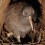 Per uno stile di vita notturna: il genoma del kiwi bruno