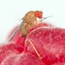 Insect models of behaviour: ecology, genetics, evolution, pest management