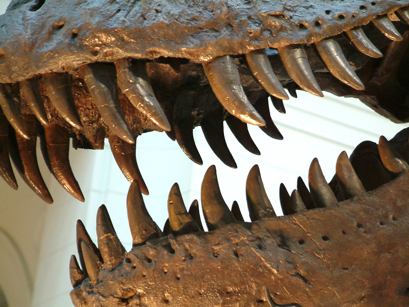 denti dinosauri