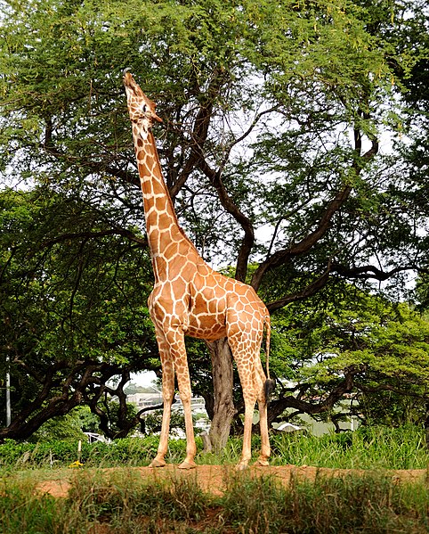giraffa caratteri acquisiti