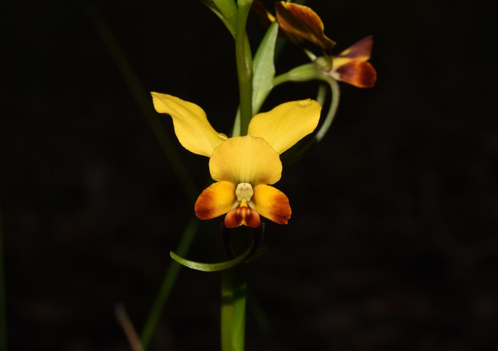 orchidea diuris brumalis