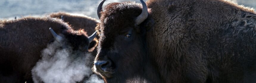 diversità bioculturale bisonti